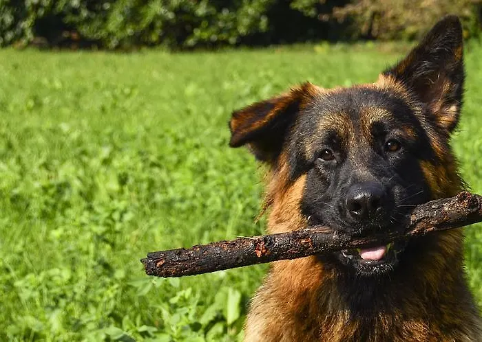 فندق مبيت وإفطار Giardino Jappelli