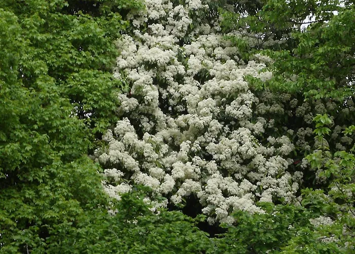 فندق مبيت وإفطار Giardino Jappelli Rosà