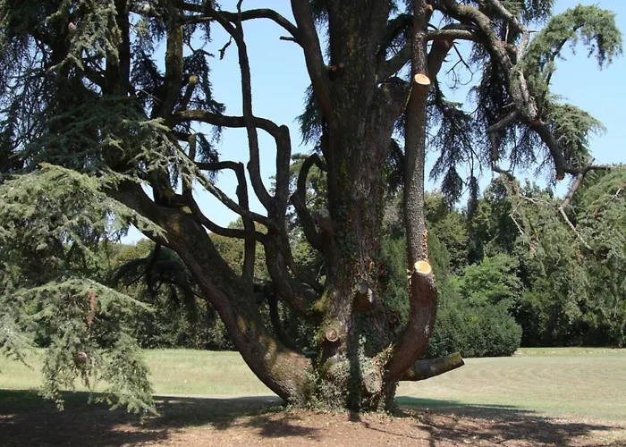 فندق مبيت وإفطار Giardino Jappelli 3*