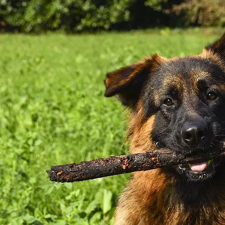 فندق مبيت وإفطار Giardino Jappelli