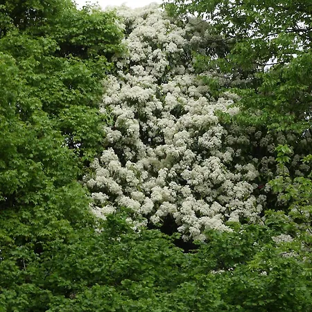 فندق مبيت وإفطار Giardino Jappelli Rosà